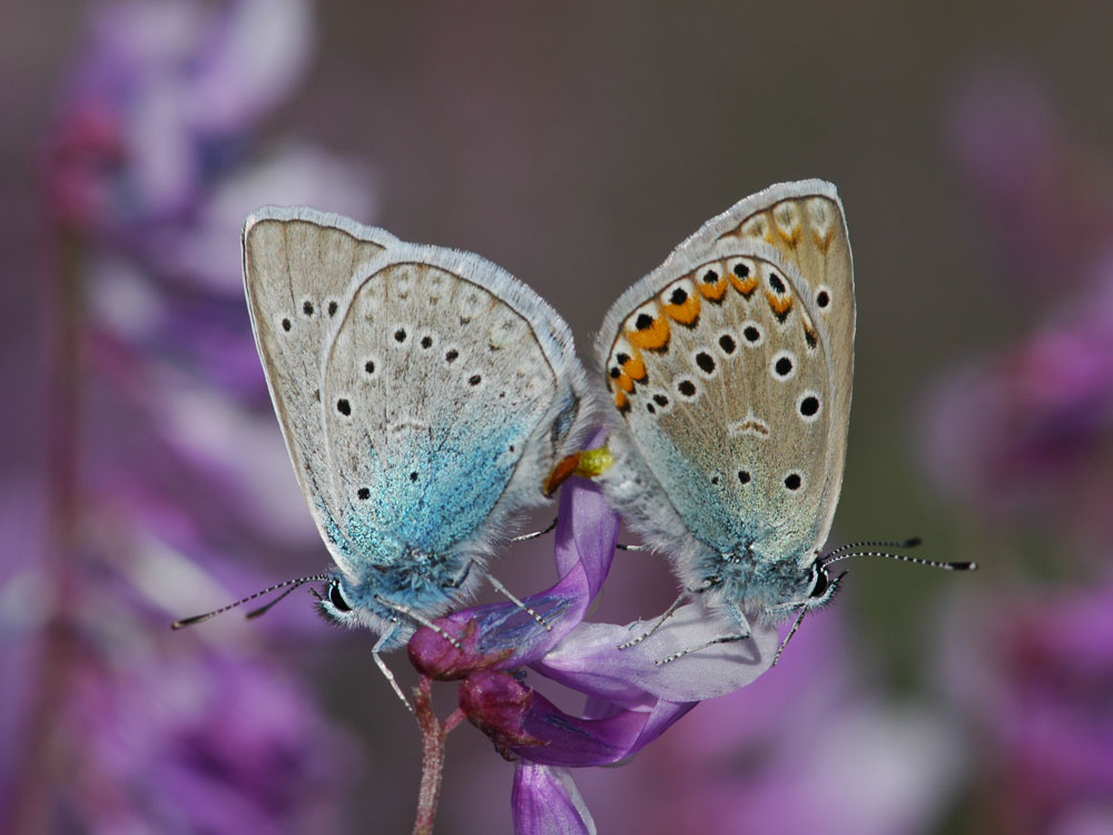 Polyommatus amandus